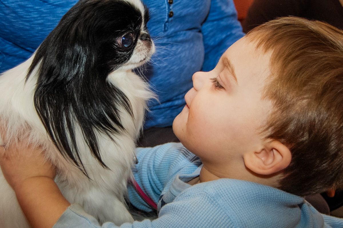 Pet Therapy Dogs